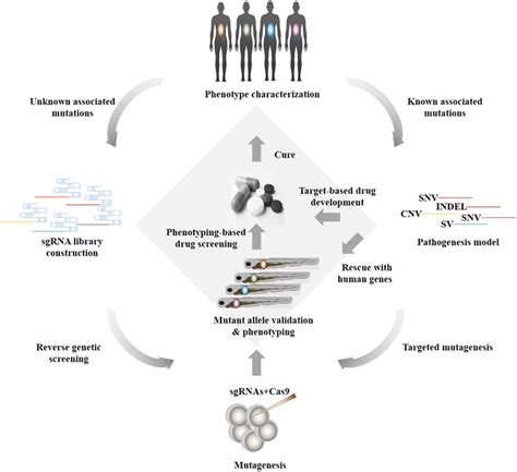 A High Throughput Targeted Mutagenesis Pipeline To Study Human Genetic