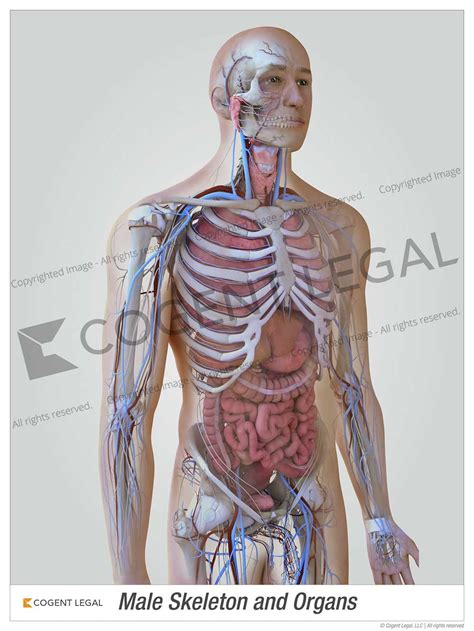 Male Skeleton and Organs