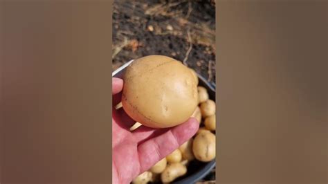 Скоро предложим продовольственный картофель сорт Ла Страда! Ручной сбор ...