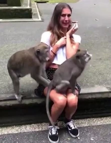 Woman Embarrassed As Two Monkeys Climb On Her Lap And Begin Having Sex Science Technology