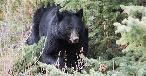 Bc Black Bears The Latest From The Fur Bearers