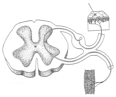 Anatomy Physiology Lab Components Of Reflex Arc Diagram Quizlet