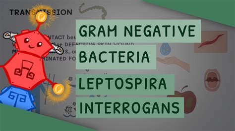 Gram Negative Bacteria Leptospira Interrogans Youtube