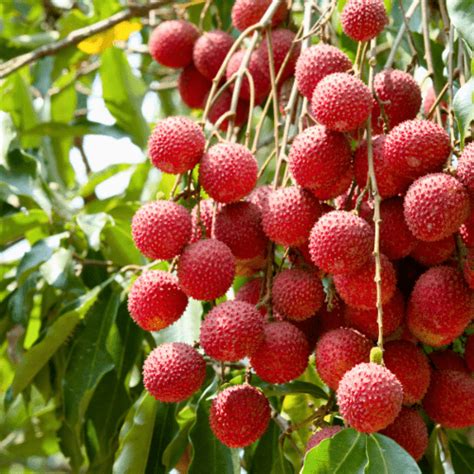 Litchi Tree Grafted Large Just Berry Plants