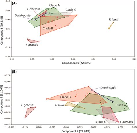 Three‐dimensional Geometric Morphometric Analysis Of Treeshrew