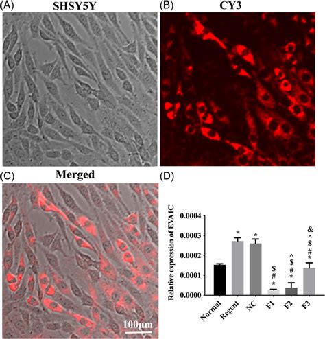 Expression Level Of Eva C After Interference A C The Morphology Of