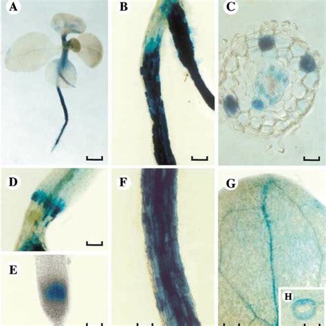 Histochemical Analysis Of GUS Activity In Transgenic N Tabacum T1