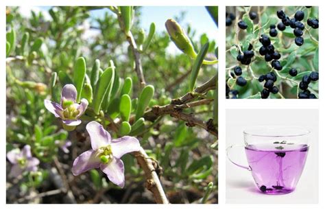 Black Goji Berry Lycium Ruthenicum Himalayan Black Wolfberry Etsy