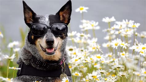 Funny Dog Wearing Glasses Full Wallpapers HD / Desktop and Mobile ...