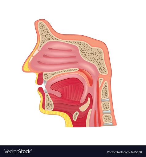 Nose Anatomy
