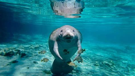 Are Manatees Friendly?