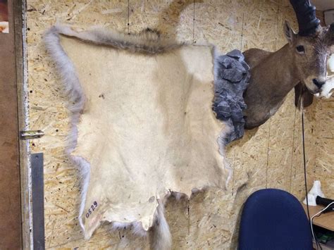 Куплю шкуру волка