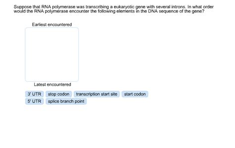 Solved Suppose That Rna Polymerase Was Transcribing A Euk Chegg