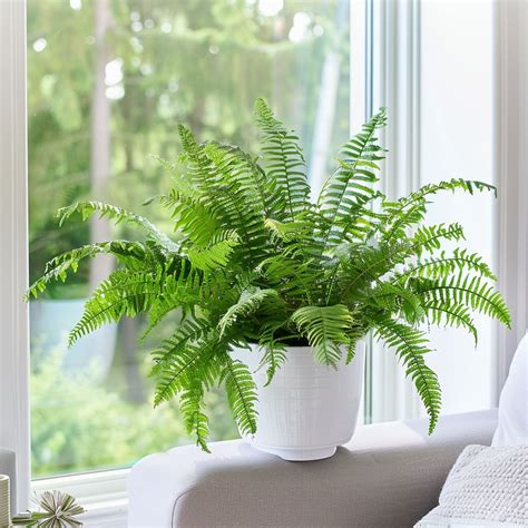 How to Grow and Care for Kimberly Queen Ferns – Rhythm of the Home