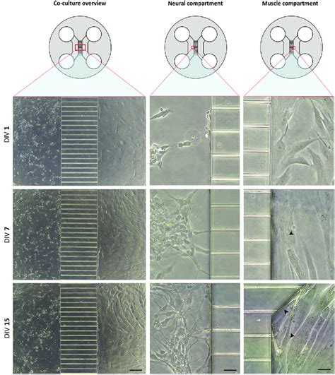 Human Motor Neurons And Hmscs Co Culture In The Two Compartment