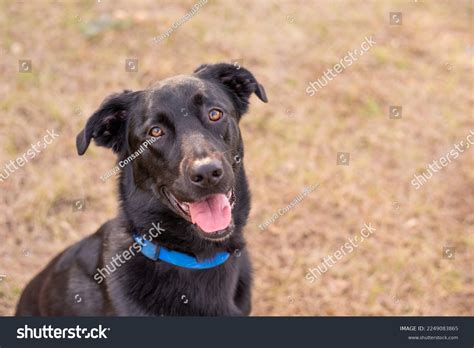 Black German Shepherd Mix Floppy Ears Stock Photo Shutterstock