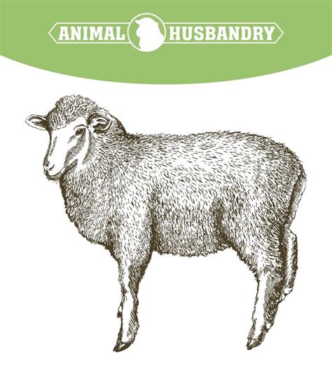 Sheep Breeding Sketch Stock Vector Illustration Of Jumbuck 81539942