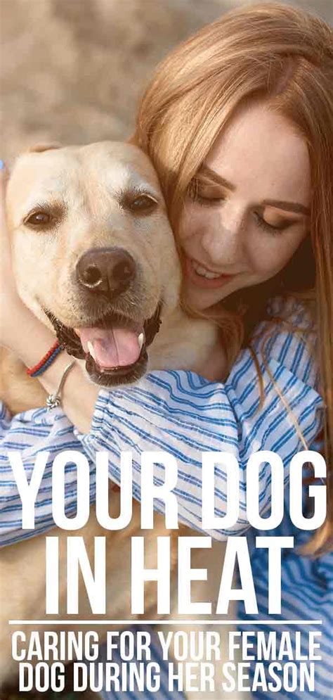 How Long Is My Female Dog In Heat