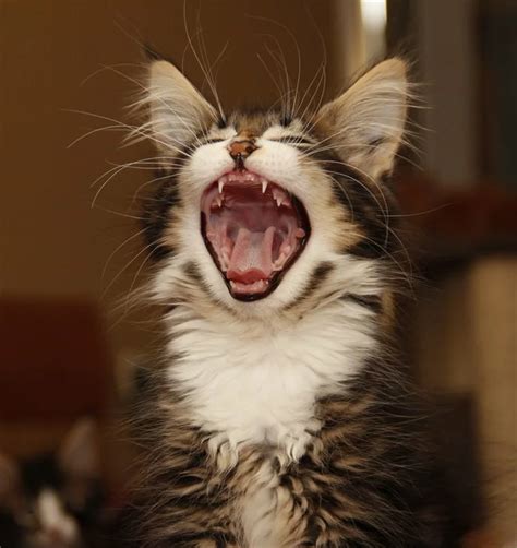 Коты снимают стресс: ржачные кадры | Кот, Стресс, Кошки