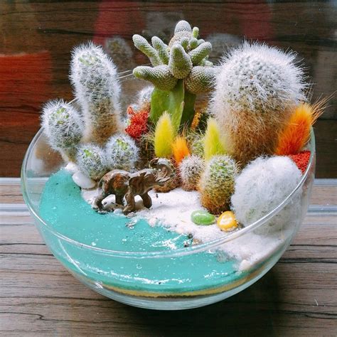 Кактусы композиции (51 фото) - красивые картинки и обои на рабочий стол