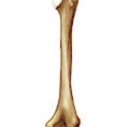 Humerus Photograph By Asklepios Medical Atlas Pixels