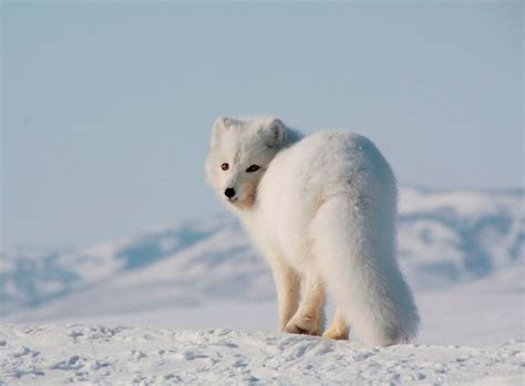 Песец: описание животного, чем питается, среда обитания