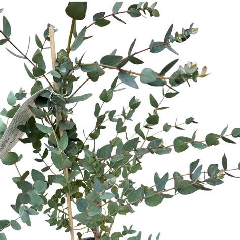 Eucalyptus - Eucalyptus gunnii – Floraria Secret Garden (SG)