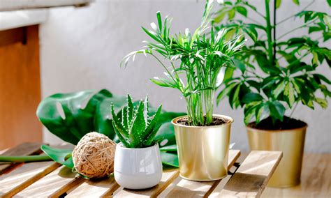 C Mo Elegir Las Plantas Perfectas Para Tu Hogar