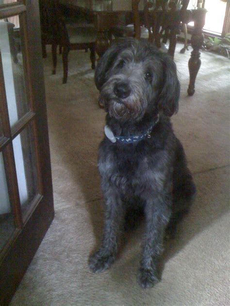 Shepadoodle - My Dog Breeders - Part 5