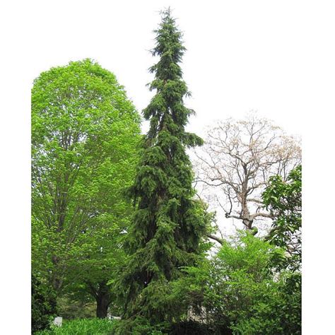 Ель сербская Пендула Брунс (Pendula Bruns)