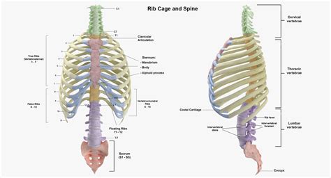 Human Rib Cage Spine D Model Turbosquid