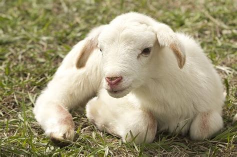 lamb names browse thousands  lamb names   pets