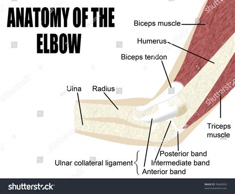 Anatomy Of The Elbow Muscles Muscles In The Elbow Aimu