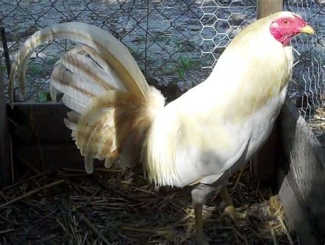 White Hackle Gamefowl My Game Fowl