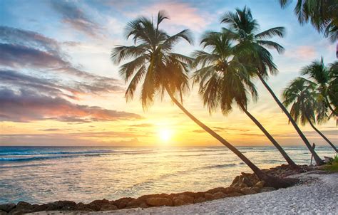 Wallpaper Sand Sea Beach Sunset Tropics Palm Trees Shore Beach