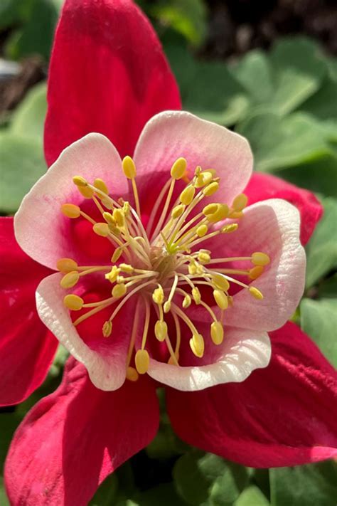 Buy Krigami Deep Red White Columbine Free Shipping Wilson Bros