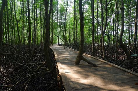 Menikmati Wisata Sensasi Forest Healing Di Hutan Mangrove Petengoran