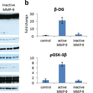 Gsk Regulates Dendritic Spine Morphology In An Mmp Dependent