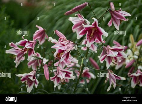 Lilium friso hi-res stock photography and images - Alamy