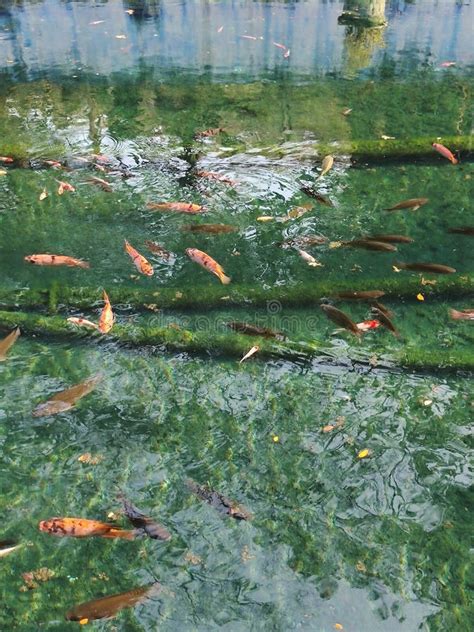 1412 Koi Pond Clear Water Stock Photos Free And Royalty Free Stock