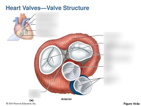 Fig 196 Heart Valves Diagram Quizlet