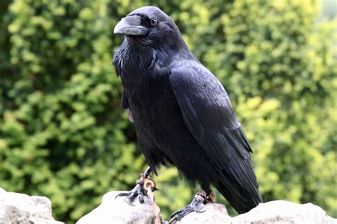 Seeing 2 Crows Spiritual Meaning and Symbolism (13 Omens)