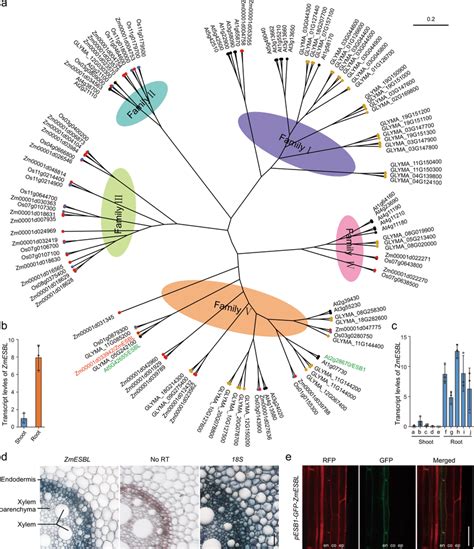 Phylogenetic Analysis Expression Pattern And The Subcellular