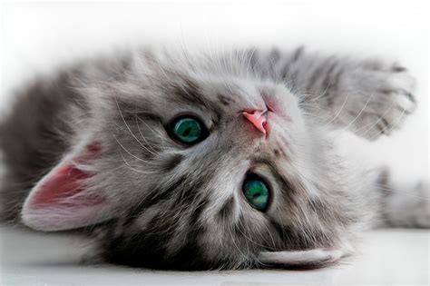 Wallpaper Pc Kucing Hd Pics Myweb