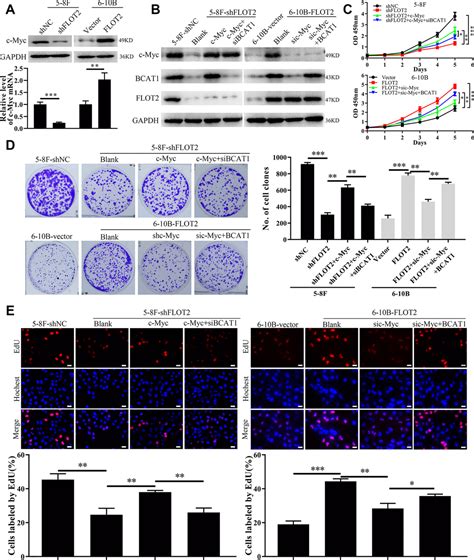 Flotillin 2 Promotes Cell Proliferation Via Activating The C Mycbcat1