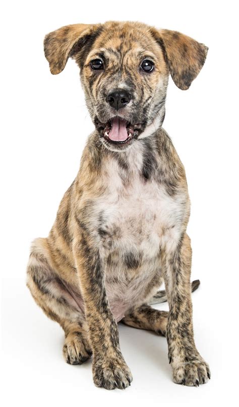 Mountain Cur A Faithful And Indomitable American Breed