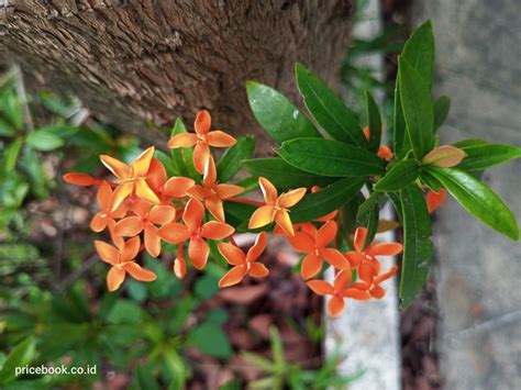 Review Infinix Hot I Rp Juta Ram Hingga Gb Menarik Pricebook