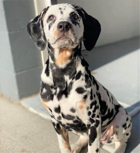 Dalmatian Colors Do Dalmatians Only Have Black Spots Dalmatian