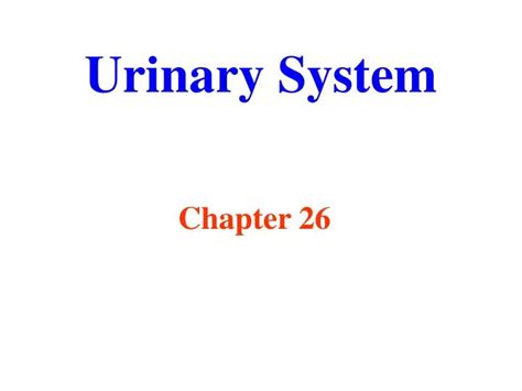 Ppt Urinary System Powerpoint Presentation Free Download Id 6880197