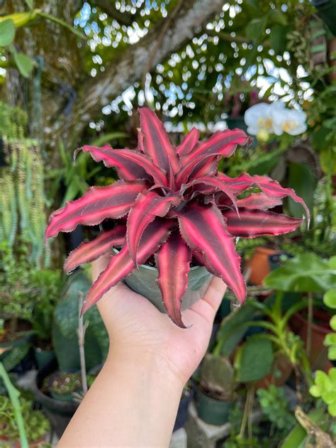 Cryptanthus Earth Star Rare Succulent Live Plant - Etsy